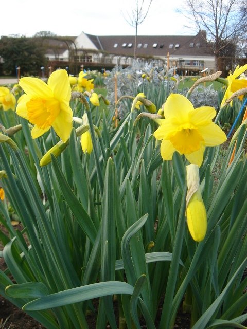 Narcissus grande couronne 'Fortune' PB 6 et 10